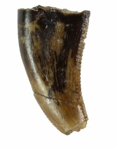 Bargain, Theropod (Raptor) Tooth - Montana #97442